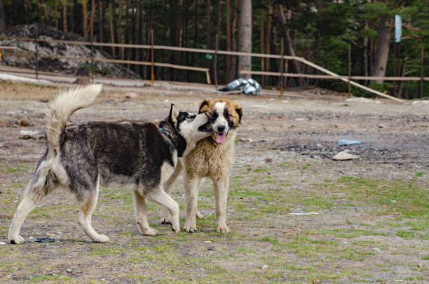 istock Purebred stray dogs play in nature 1318394751