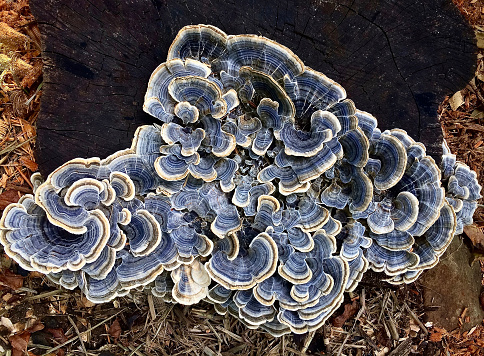 Horizontal high angle photo of beautiful blue, white and brown striped Turkey Tail Fungus growing on an old tree stump