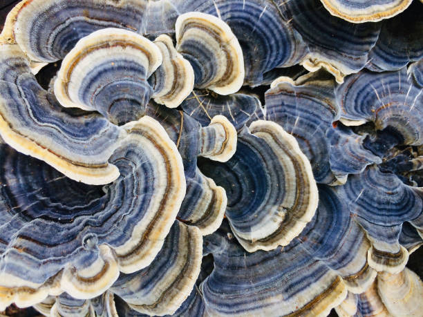 Blue Turkey Tail Fungus stock photo