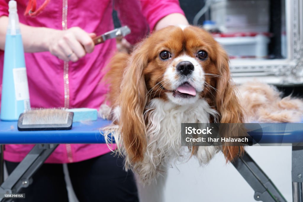 Female groomer brushes out a thoroughbred Cavalier King Charles spaniel studio for animals Female groomer brushes out a thoroughbred Cavalier King Charles spaniel studio for animals. Cavalier - Cavalry Stock Photo