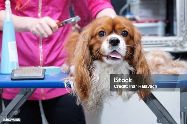 Female Groomer Brushes Out A Thoroughbred Cavalier King Charles Spaniel Studio For Animals Stock Photo - Download Image Now