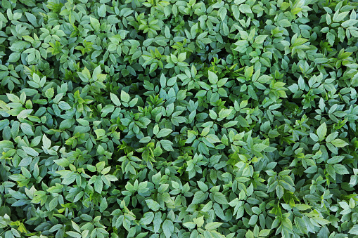 Green Plant background, Ground Elder plant, also called Herb Gerard or Bishops Weed. High-resolution foliage background stock photo.