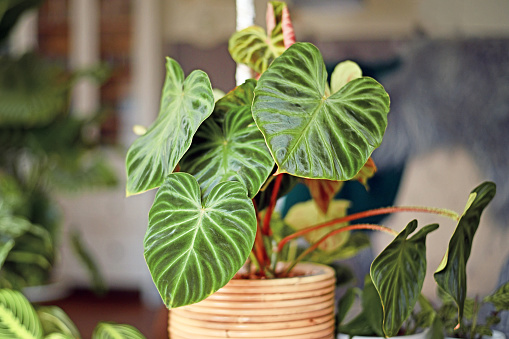 Topical 'Philodendron Verrucosum' houseplant with dark green veined velvety leaves in basket flower pot