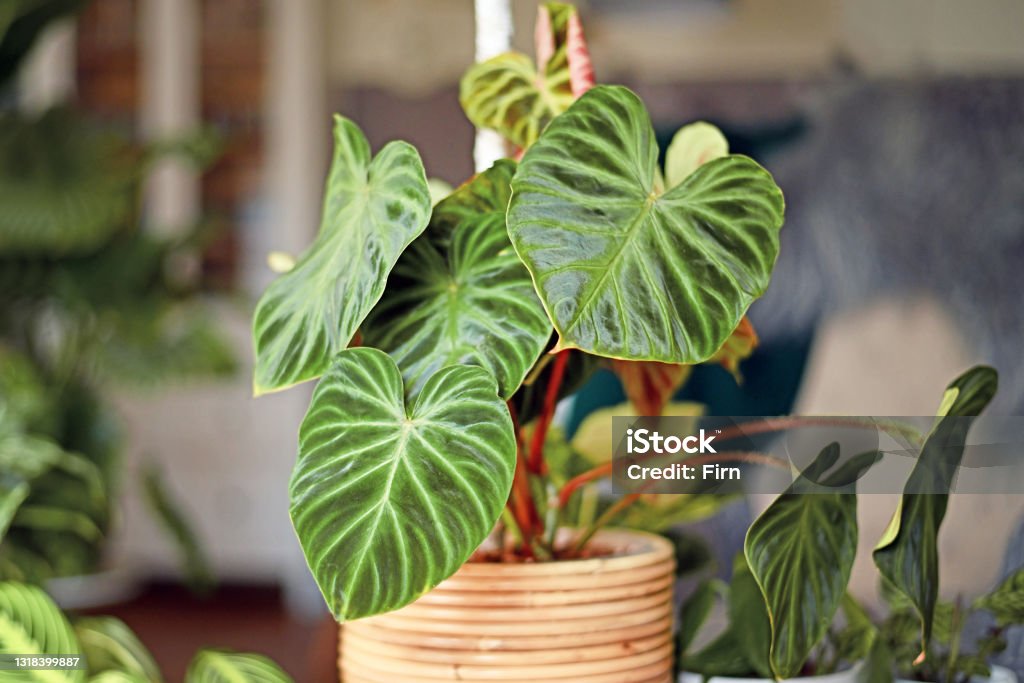 Topical 'Philodendron Verrucosum' houseplant with dark green veined velvety leaves Topical 'Philodendron Verrucosum' houseplant with dark green veined velvety leaves in basket flower pot Philodendron Stock Photo