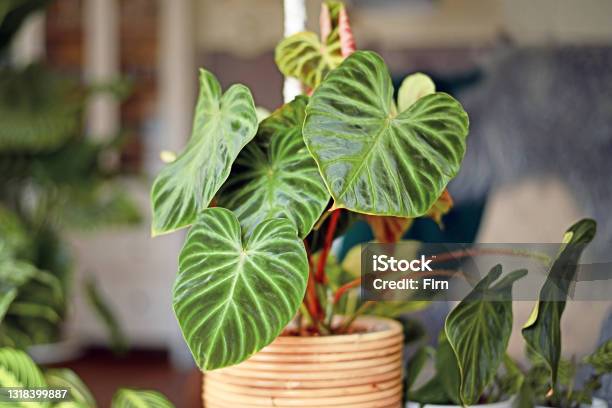 Topical Philodendron Verrucosum Houseplant With Dark Green Veined Velvety Leaves Stock Photo - Download Image Now