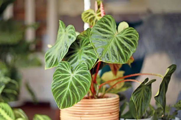 Photo of Topical 'Philodendron Verrucosum' houseplant with dark green veined velvety leaves