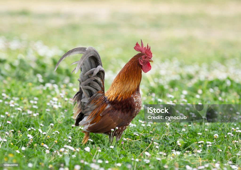 serama chicken serama chicken in a garden in spring Rooster Stock Photo
