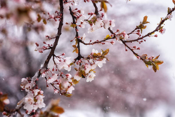 nieve durante la temporada de floración de finales de primavera, árbol floreciente con flores en el jardín, fondo natural. concepto de clima anómalo y cambio climático - late spring fotografías e imágenes de stock