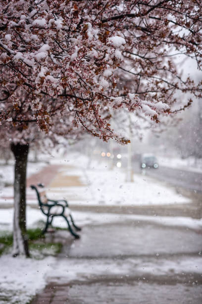istock Abnormal natural phenomenon, snowfall at spring during tree blossoming season. Anomaly weather and climate change concept 1318401169