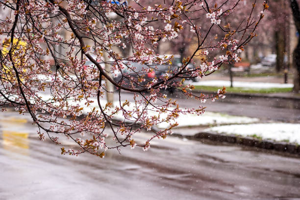 istock Abnormal natural phenomenon, snowfall at spring during tree blossoming season. Anomaly weather and climate change concept 1318401191