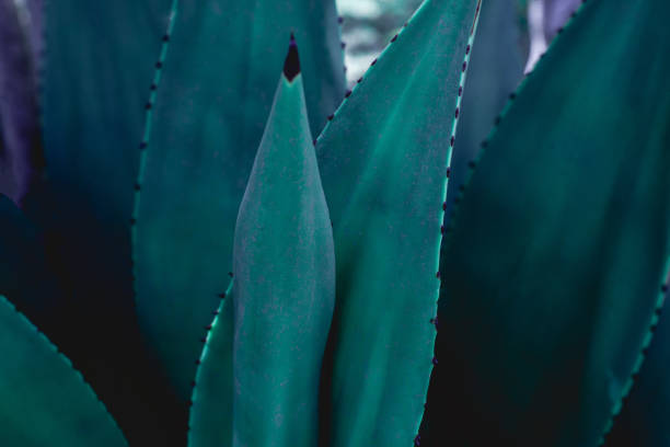 istock closeup nature view of tropical leaf background, dark tone concept 1318402005
