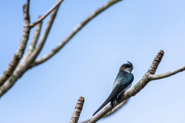 istock one lovely male Gray-rumped Treeswift perching and resting 1318402057