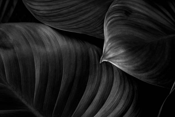 istock Full Frame of Spathiphyllum cannifolium Leaves Texture Background. 1318402171