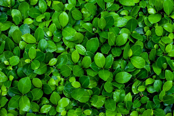 istock Full Frame of Green Leaves Texture Background. 1318402173