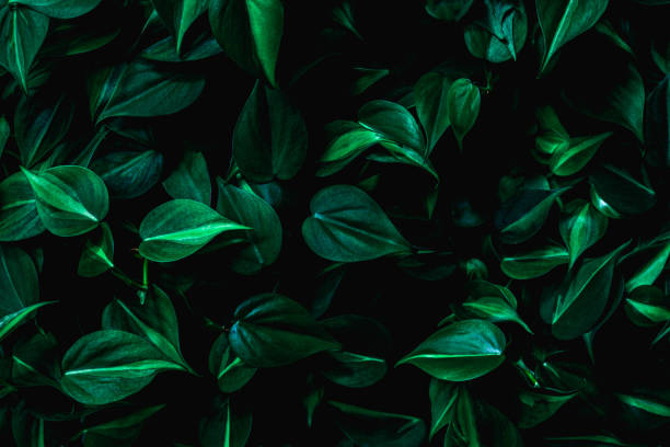 istock Full Frame of Green Leaves Texture Background. 1318403329