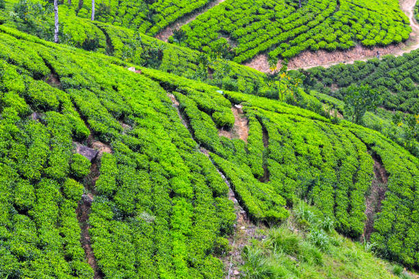 istock Green tea bushes. Tea plantation highland 1318405991