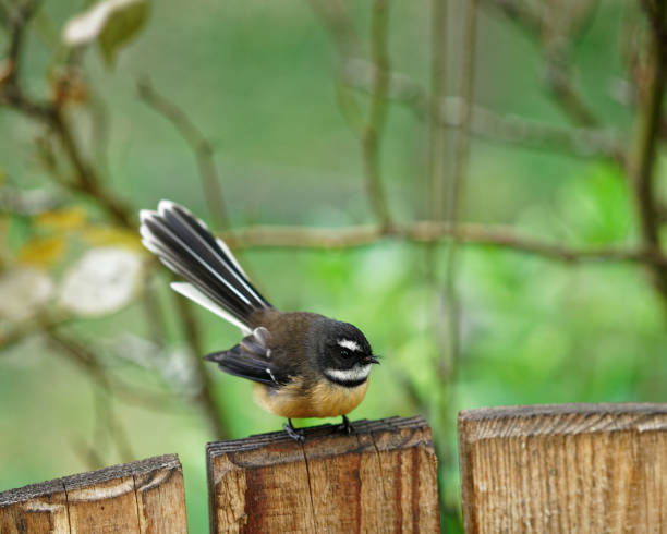 The New Zealand fantail is a small insectivorous bird. The New Zealand fantail (MÄori names, pÄ«wakawaka, tÄ«wakawaka or piwaiwaka) is a small insectivorous flycatcher bird, the only species of fantail in New Zealand. pied stock pictures, royalty-free photos & images