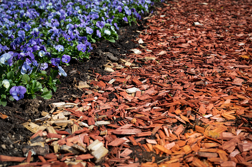 Flower beds with blue blooming flowers. Wood chip mulch. Texture background.