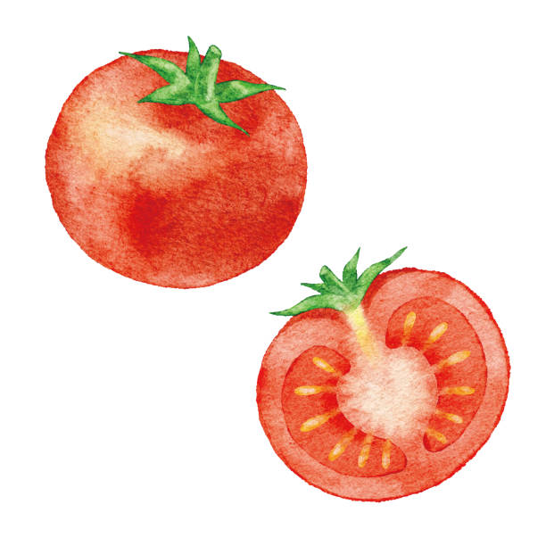 akwarela czerwony pomidor - tomato isolated freshness white background stock illustrations