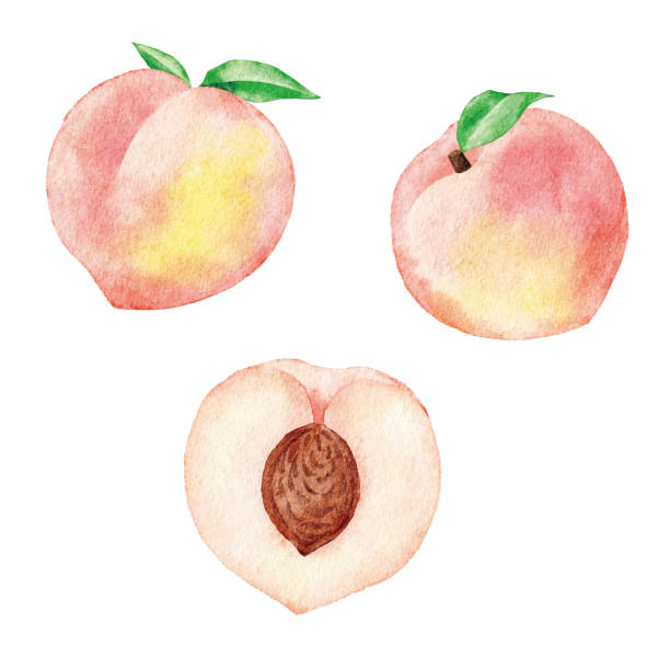 illustrations, cliparts, dessins animés et icônes de aquarelle pêches blanches - pêche fruit