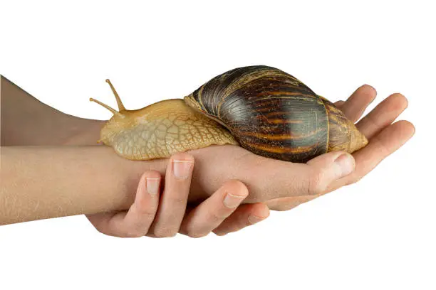 Hold cosmetic snail in hands isolated on white background. Achatina snail in brown shell. It is used for rejuvenation in medical and spa treatments. Animal on the hand.