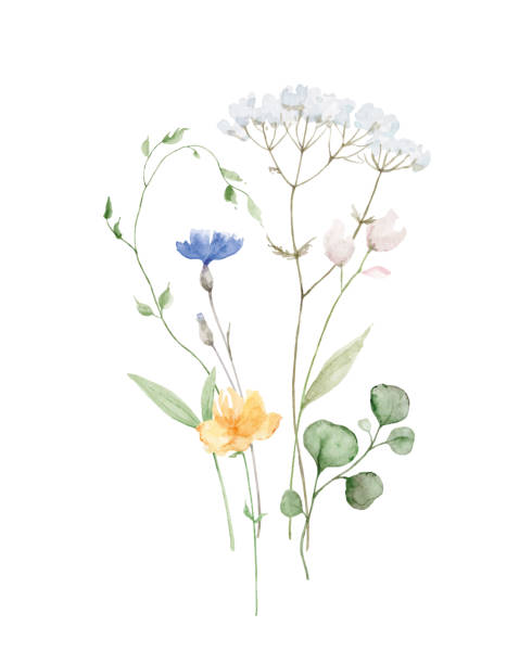 aquarell vektor anordnung von mit wildblumen auf weißem hintergrund isoliert. hand bemalte illustration für poster, wand-kunst-dekor, grußkarten, hochzeitseinladungen und vieles mehr. - wildflower stock-grafiken, -clipart, -cartoons und -symbole