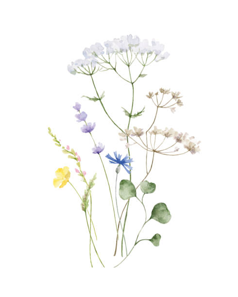 aquarell vektor anordnung von mit wildblumen auf weißem hintergrund isoliert. hand bemalte illustration für poster, wand-kunst-dekor, grußkarten, hochzeitseinladungen und vieles mehr. - wildflower stock-grafiken, -clipart, -cartoons und -symbole