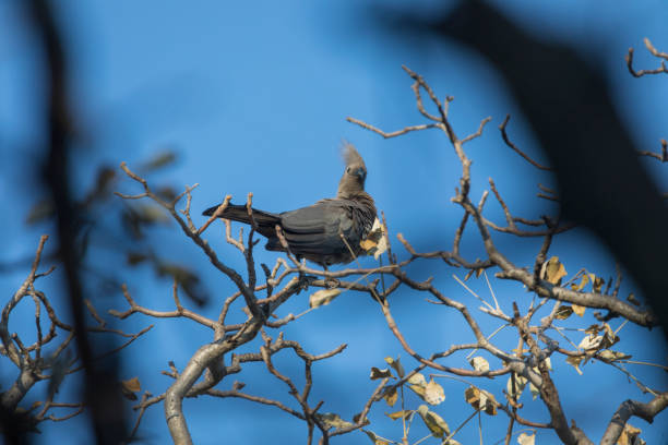 A Grey Lourie or Go-Away Bird in the Savuti region of Botswana