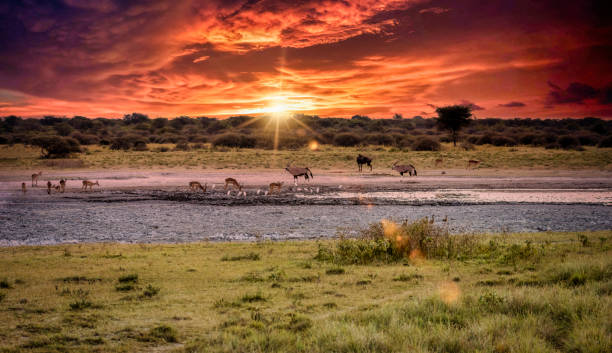 group of various animals  drinking water at sunset by the waterhole group of various animals  drinking water at sunset by the waterhole in the natural wilderness of Botswana gemsbok photos stock pictures, royalty-free photos & images
