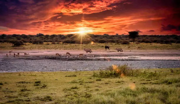 group of various animals  drinking water at sunset by the waterhole in the natural wilderness of Botswana