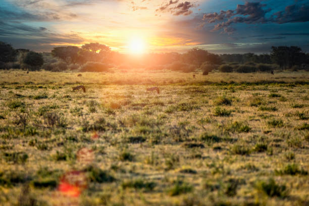 pochi sciacalli al tramonto in un parco di conservazione - riserva di savuti foto e immagini stock