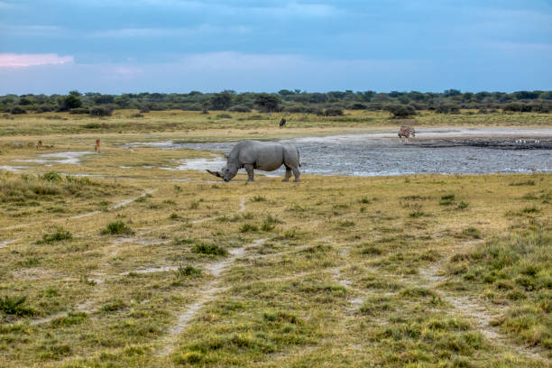 istock rhino and a wildebeest in the African bush 1318409700