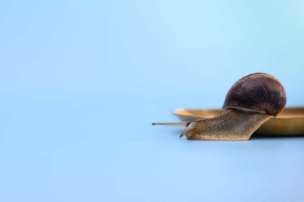 istock The snail slides off the plate. mock up 1318410537