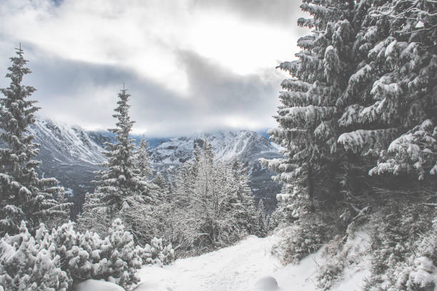 istock Winter wonderland in Tatra Mountains 1318410836