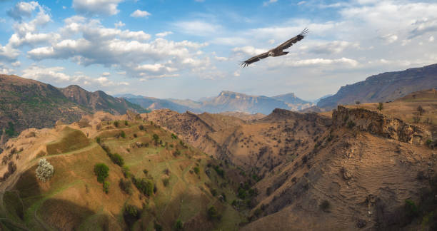 istock Mountain valley with a soaring eagle. A rocky ledge stretching into the distance against the background of mountains covered with sparse vegetation. Panoramic view. 1318411078