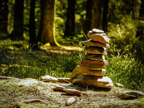 Zen in the forest in the Eifel National Park