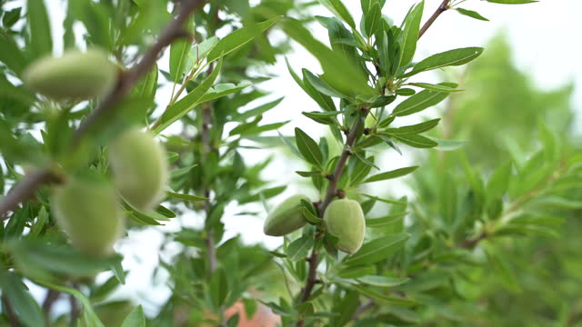 Fresh almonds on a tree branch swaying in the wind
