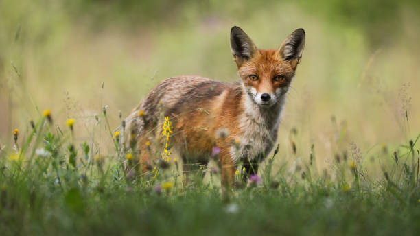 istock Red fox standing on blooming pasture in summer sunlight 1318412035