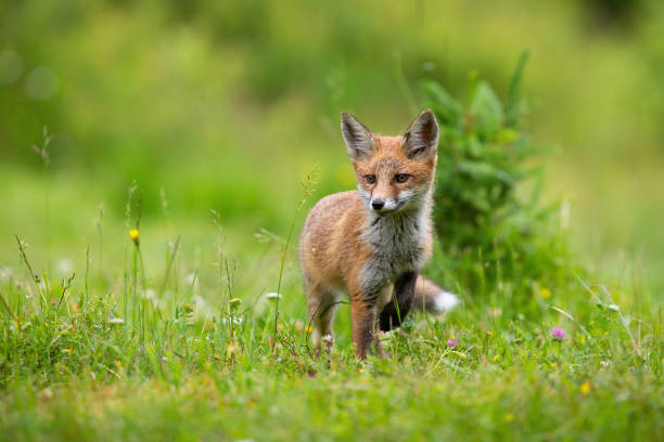 petit renard rouge marchant sur la clairière fleurissante en été - flower parade photos et images de collection