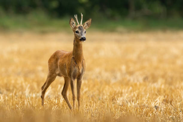 istock Young roe deer standing alone on yellow stubble in summer 1318412095