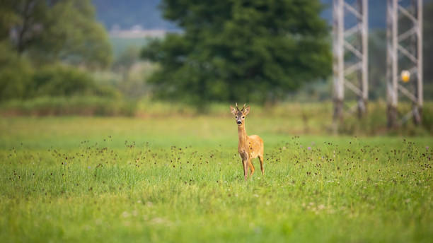 istock Roe deer moving on grass next to electric tower in summer 1318412153