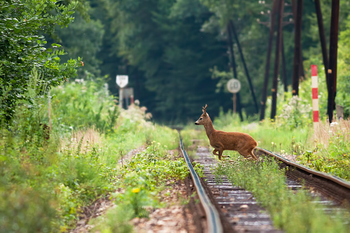 Disturbed roe deer, capreolus capreolus, crossing the grassy railway on sunny day. Buck with antlers in the civilization. Fast roebuck jumping over railroad in rural area. Wild game on rail alone.