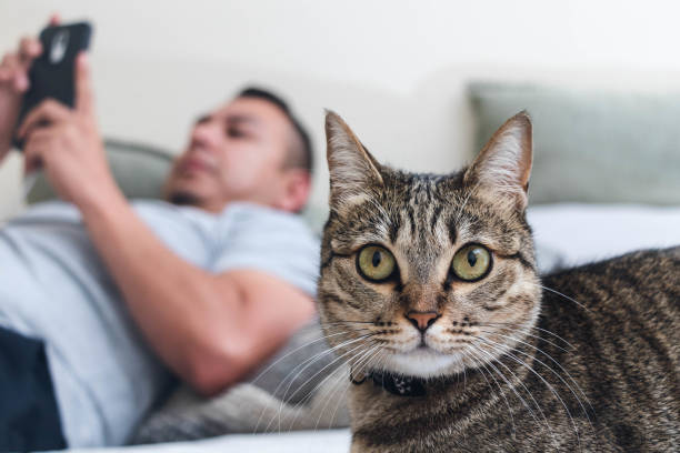istock Cat Relaxes While Man In Background Looks At Phone 1318412823