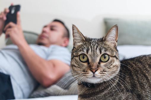 A brown tabby cat looks off camera while a Hispanic man in the background looks at his smartphone, ignoring the cat.