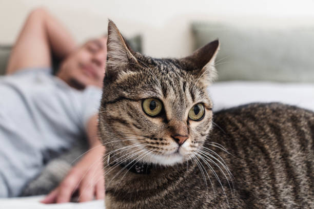 istock Close Up of Cat With Man In Background 1318412833