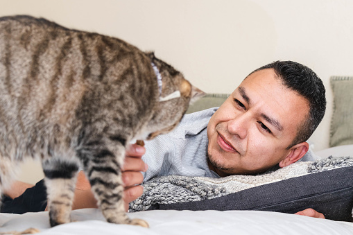 A brown tabby cat receives a treat from a Hispanic man on a bed