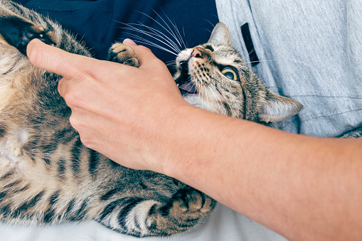 A brown tabby playfully attacks a man's arm