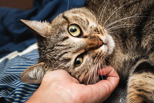 Close-up of a brown tabby cat being scratched on the side of her head
