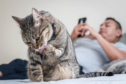 A brown tabby cat bathes herself while a Hispanic man looks at a smart phone in the background.