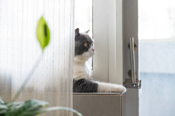 istock Cute british shorthair cat by the window 1318413288